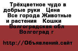 Трёхцветное чудо в добрые руки › Цена ­ 100 - Все города Животные и растения » Кошки   . Волгоградская обл.,Волгоград г.
